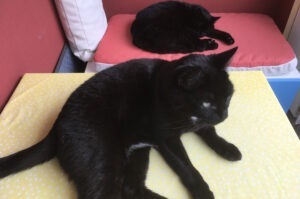 zwei schwarze Katzen
