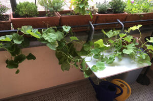 raumgreifende Melonenpflanze