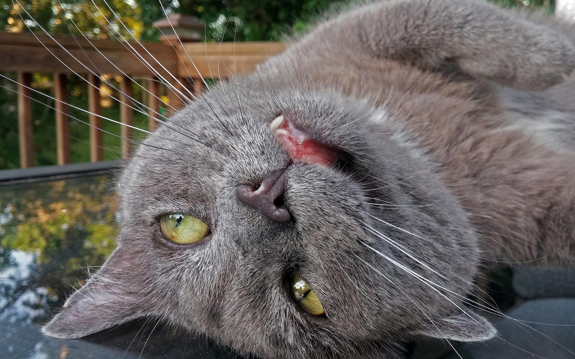 Etwas verstrahlt aussehende Katze in Rückenlage