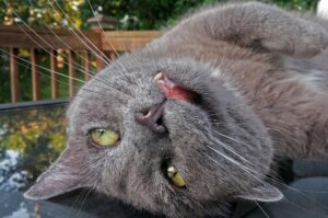 Etwas verstrahlt aussehende Katze in Rückenlage