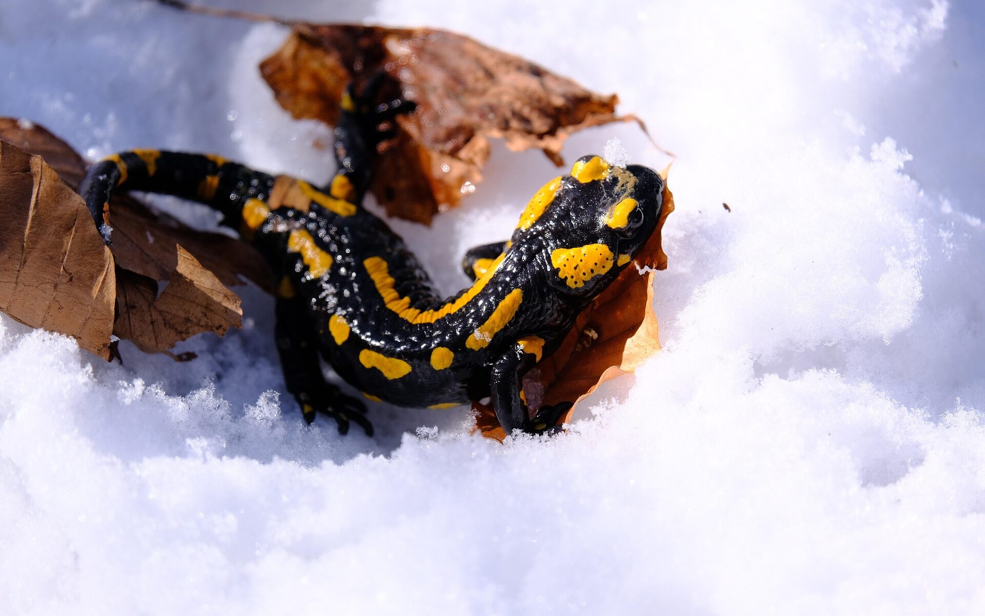 Feuersalamander im Schnee