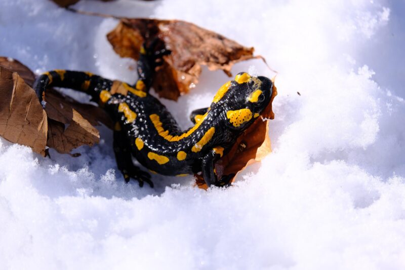 Feuersalamander im Schnee