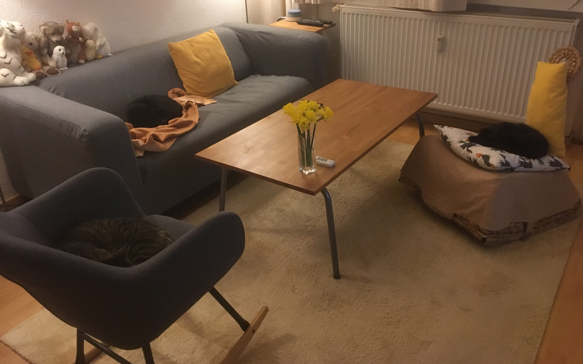 Drei Katzen auf Möbeln, schlafend.