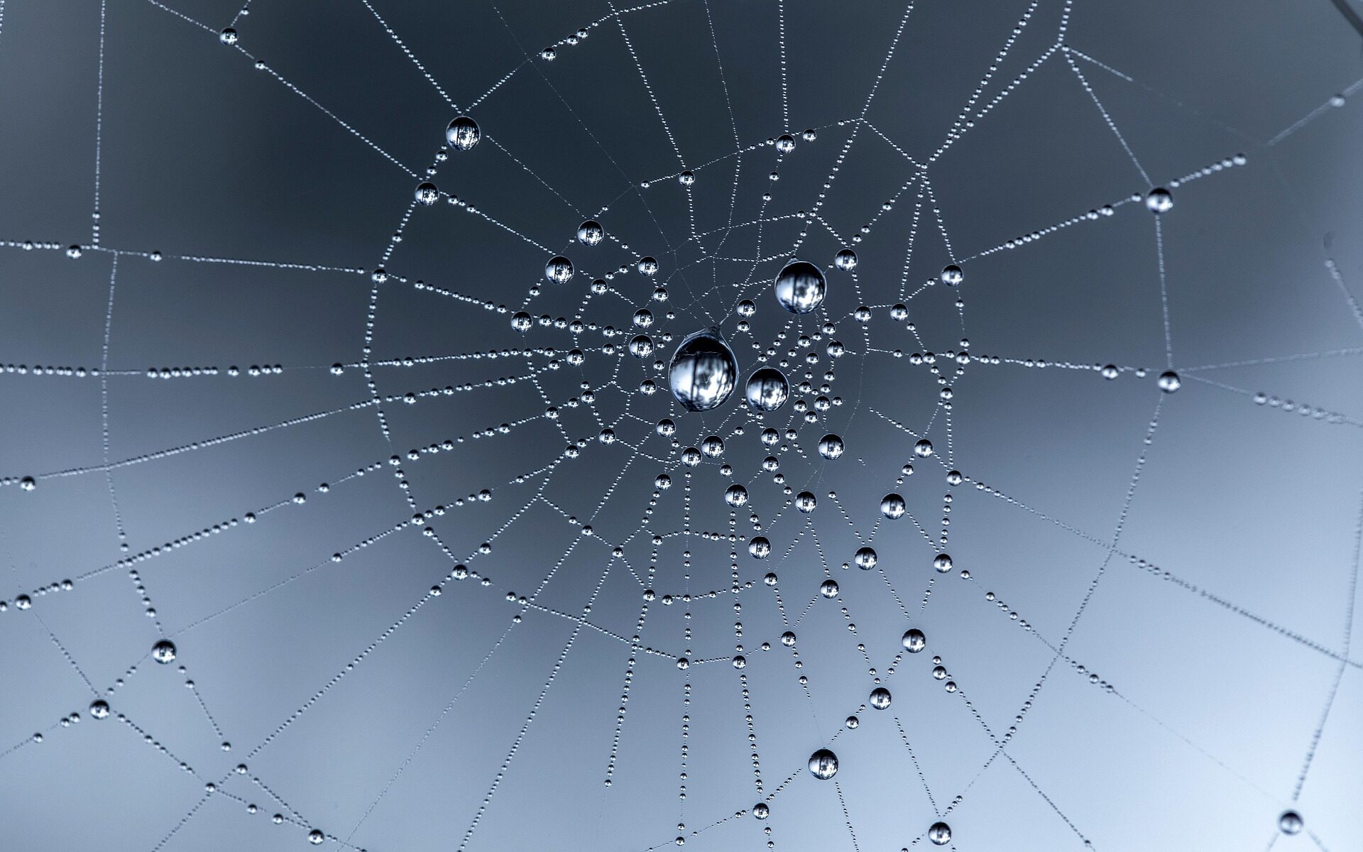Spinnennetz mit Tautropfen