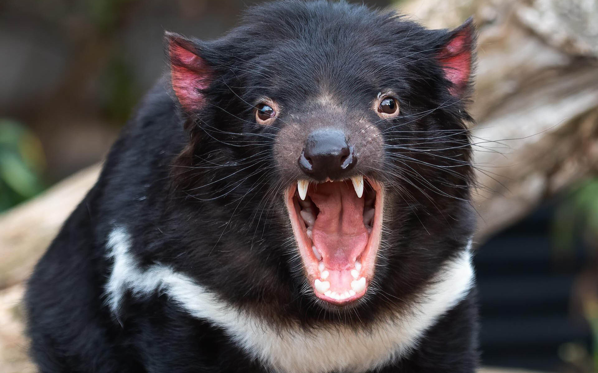 Tasmanischer Beutelteufel, zähnefletschend im Angriffsmodus