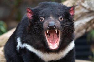 Tasmanischer Beutelteufel, zähnefletschend im Angriffsmodus