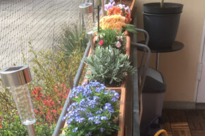 Eine Reihe von bepflanzten Blumenkästen im Frühling