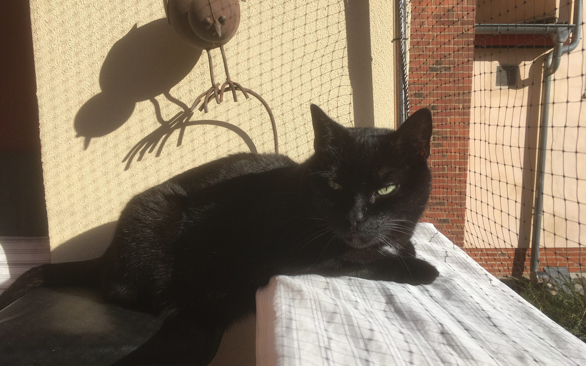 Schwarzer Kater in der Sonne, in die Kamera blickend