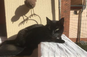 Schwarzer Kater in der Sonne, in die Kamera blickend