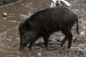 Photo eines einzelnen Wildschweins an einer Suhle