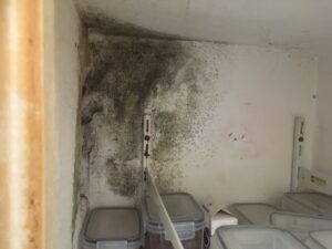 Schimmelbefäll in einer Speisekammer